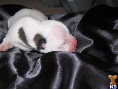 American Bulldog Puppies in TX
